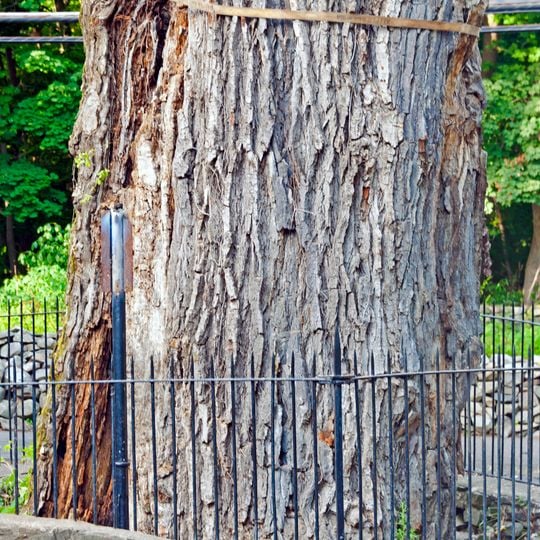 Bloomer-Dailey House and Balmville Tree