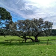 The old olive tree