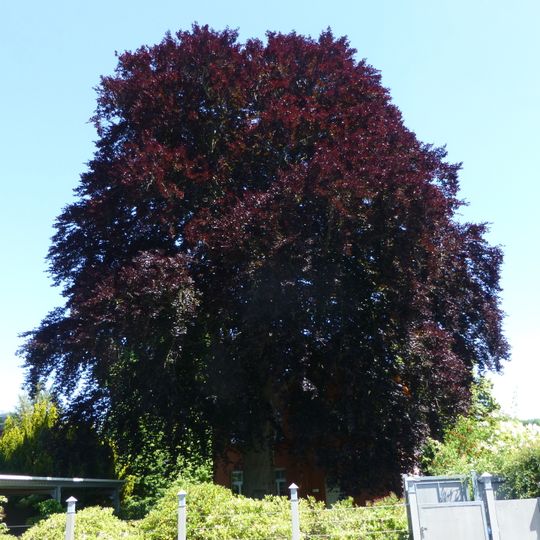 Blutbuche in Babelsberg Nord, Virchowstraße