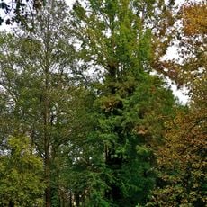 Naturdenkmal Sumpfzypresse im Schlosspark in Vetschau/Spreewald