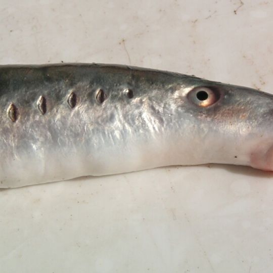 Rezerwat przyrody Rzeka Drwęca