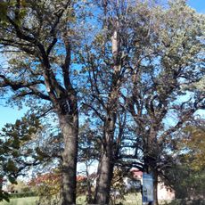 Grupa wiekowych drzew: 4. dębów i 1. lipy na skraju lasu prudnickiego