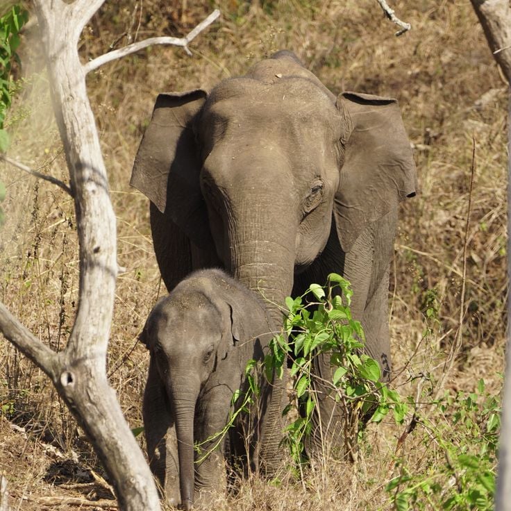 Mudumalai Tiger Reserve