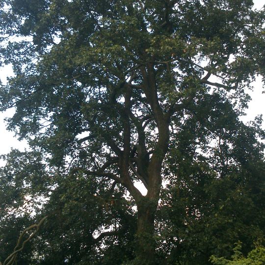 Javor babyka v Seminářské zahradě