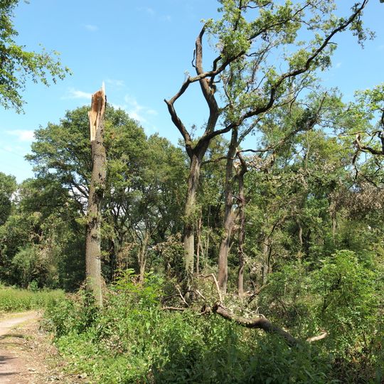 NSG Resser Waeldchen