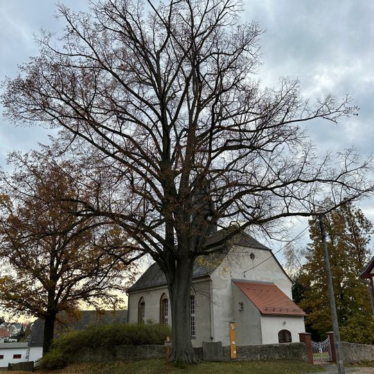 Linde an der Kirchhofsmauer