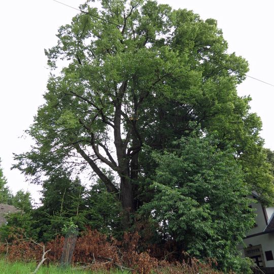 Lípa srdčitá u statku
