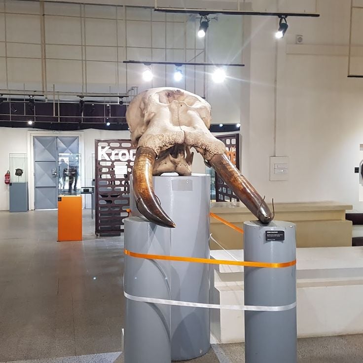 Museet for ivorianske sivilisasjoner