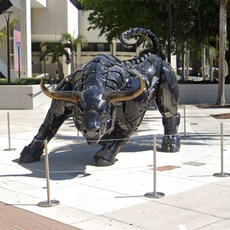 Miami Bull