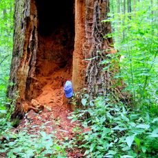 Dub u dvora Karolín