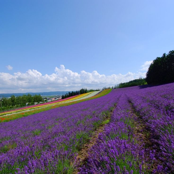 Farm Tomita