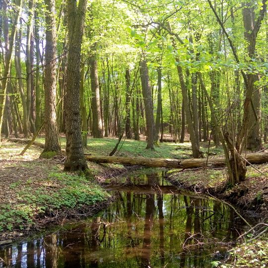 Nature reserve Źródła Borówki