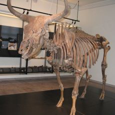 Auerochse von Vig