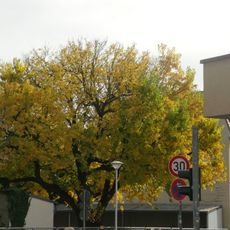 Naturdenkmal  [[Maulbeerbaum]]-[[Weiße Maulbeere]] (''Morus alba'') Schillerstraße Nr. 7, am Grundstückszaum in Mitte