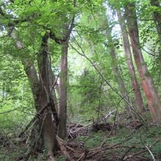 Парк (Никулино (Даниловское))