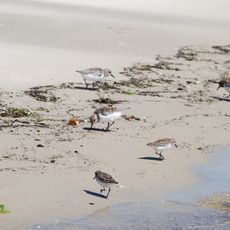 Savage Neck Dunes Natural Area Preserve