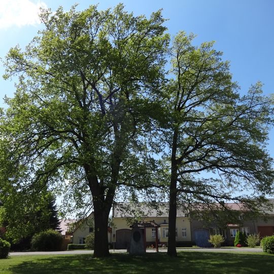 Naturdenkmal Eiche Anger; Flur 4, Flurstück 202 in Glau