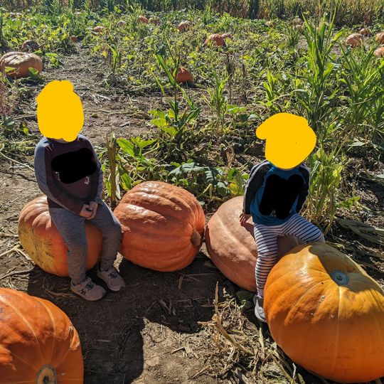 Meyer's Pumpkin Patch & Corn Maze
