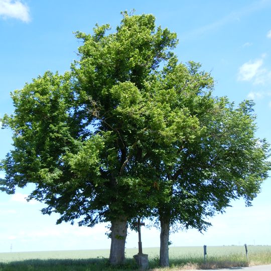 2 Linden mit Steinkreuz