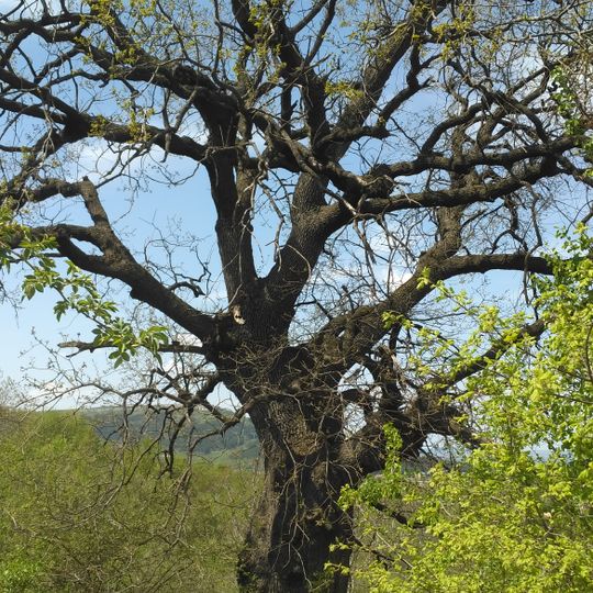 Oak tree in Lyaskovec