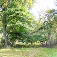 Süntelbuche von Neukirchen