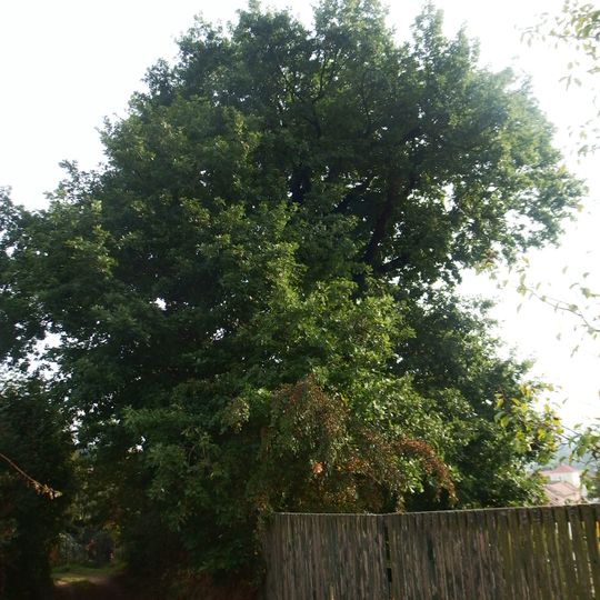 Dub nad hostincem v Loukách