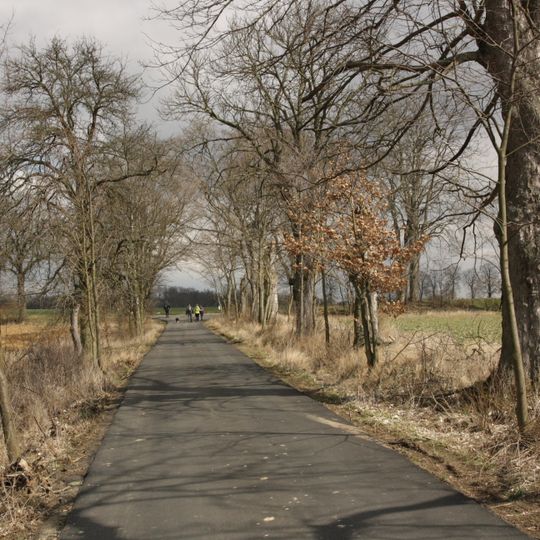 Čtyři aleje kolem Velkopolského dvora – Alej ke mlýnu