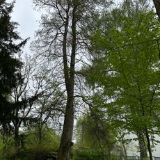 Sumpfzypresse im ehemaligen Botanischen Garten