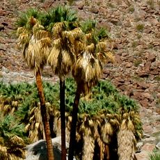 Anza-Borrego Desert State Park