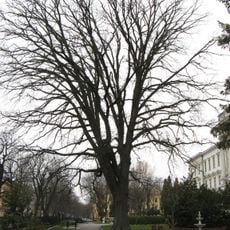 Quercus macrocarpa