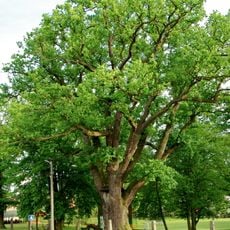 Valdštejnův dub (Okrouhlá)