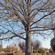 Luther oak Schönbach (Saxony)