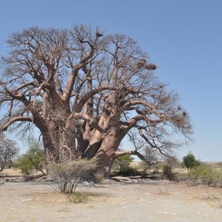 Chapman’s Baobab