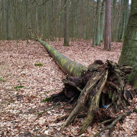 Nature reserve Buczyna