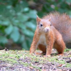 Formby Red Squirrel Reserve