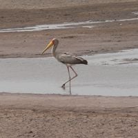 divisione del North Bank