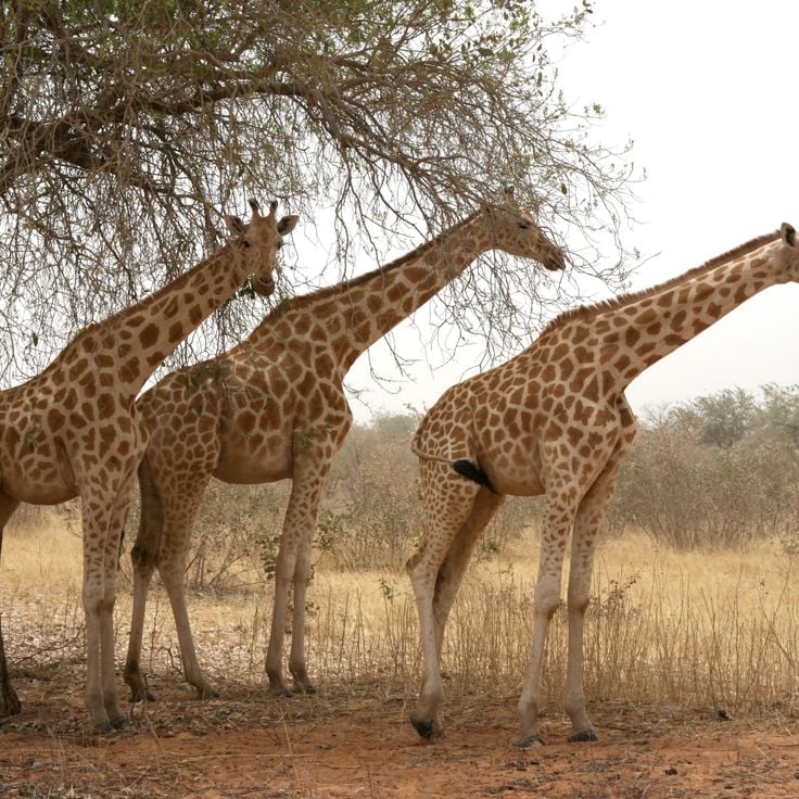 Réserve de Girafes de Kouré