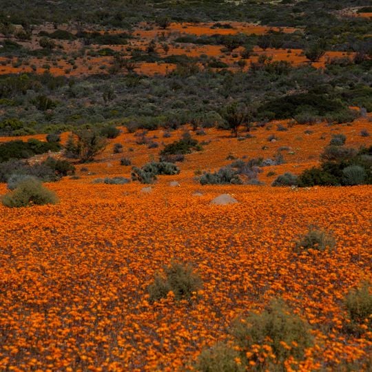 Namaqua National Park