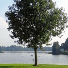Wijthmenerplas