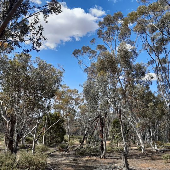 Dryandra Inland Arboretum