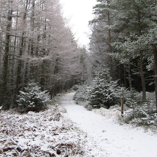 Glenmore Forest Park