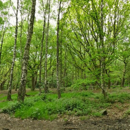 Prehistoric enclosure, carved rocks and orthostat wall, Buck Wood, 195m west of football ground