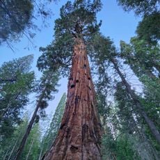 Sequoia National Forest