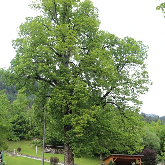 Linde bei der Schöffmannsäge