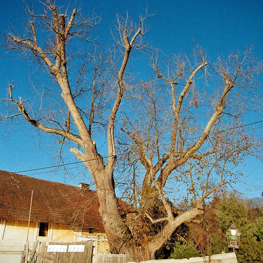 Lípa ve Staré Huti