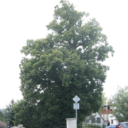 Lípa v Horní Ledči