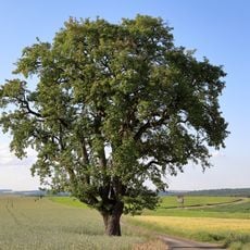 1 Birnbaum im Gewann „Neunmorgenäcker“