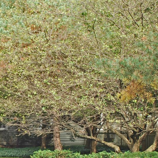 Charles Torrey House