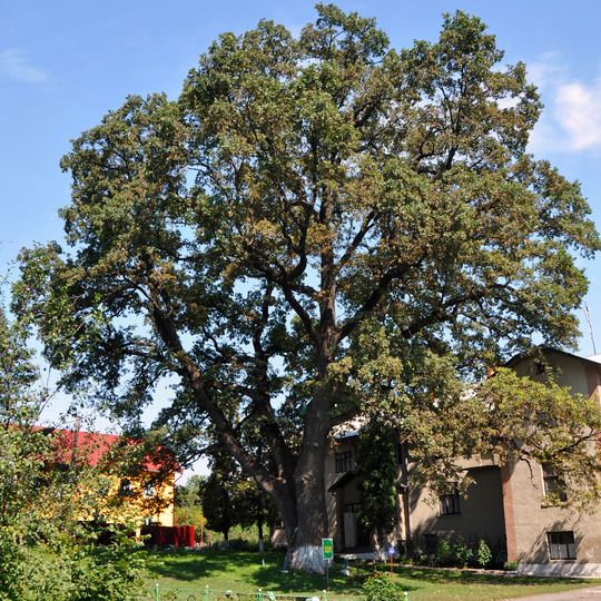 Дуб Симона Петлюри