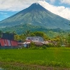 Mayon